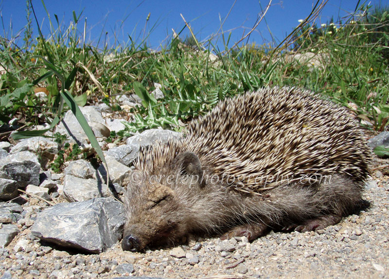 Sunbathing hedgehog