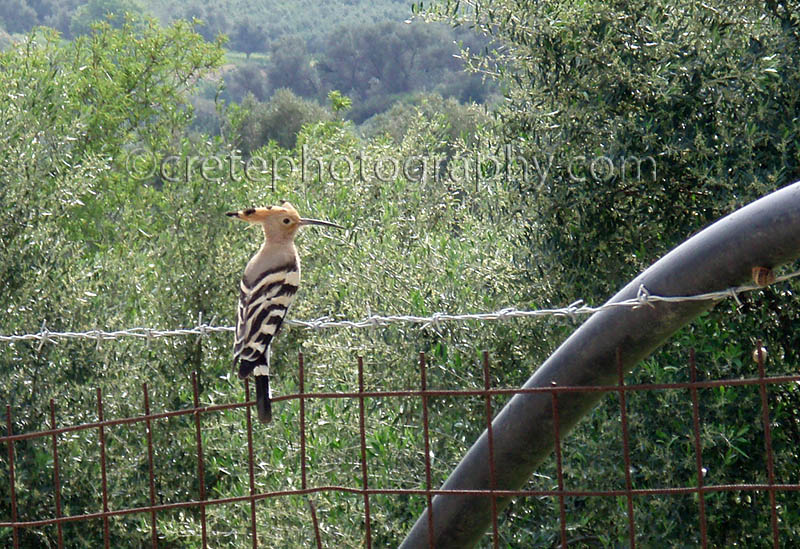 Hoopoe